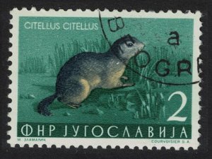 Yugoslavia European Souslik Wild Animal 1954 Canc SG#765 MI#738