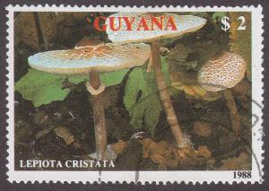 Guyana 2010d Lepiota Cristata 1989