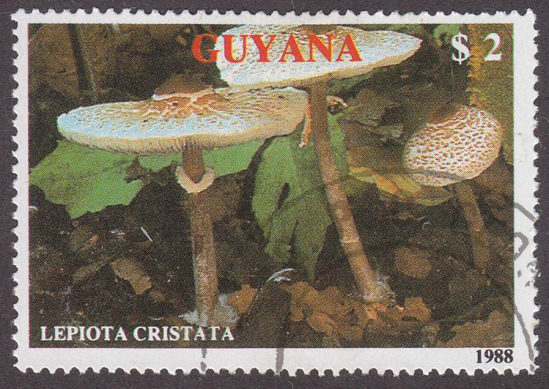 Guyana 2010d Lepiota Cristata 1989