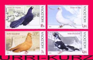 MOLDOVA 2012 Nature Fauna Birds Pigeons 4v Sc755-758 Mi799-802 MNH