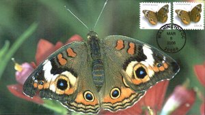 #4001 Common Buckeye Butterfly S & T FDC