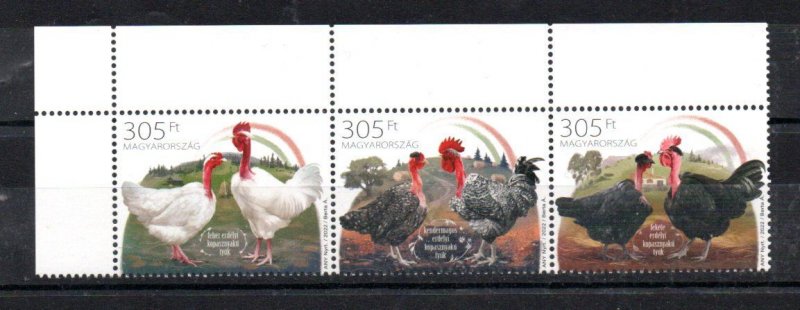 HUNGARY - 2022 - HUNGARIAN CHICKEN - POULTRY - FARMING -