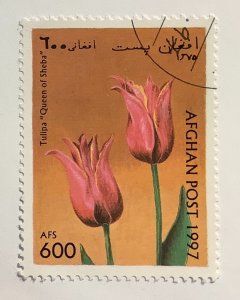 Afghanistan 1997  Mi 1722 CTO -  600afs, tulips, Tulipa Queen of Sheba