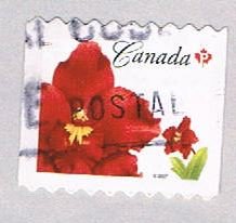 Canada Flower (AP119720)