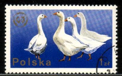 Geese, European Zootechnical Federation, Poland SC#2098 Used