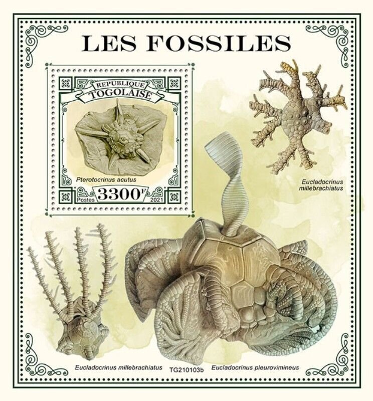 Togo - 2021 Fossils, Crinoid Fossil - Stamp Souvenir Sheet - TG210103b