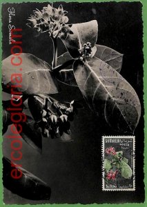 32432 - Somalia - MAXIMUM CARD - 1955 - Flowers-