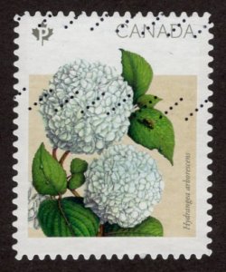 2900 Hydrangeas 2016