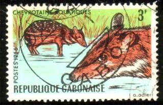 Deer, Water Chevrotain, Gabon stamp SC#205 Used