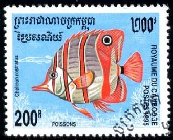 Tropical Fish Copperband Butterflyfish Cambodia SC#1467 Used