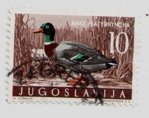 1958 Yugoslavia #497 stamp Mallard Anas platyrhynchos, Fauna, Birds, Ducks, USED