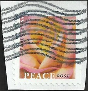 # 5280 Used Peace Rose