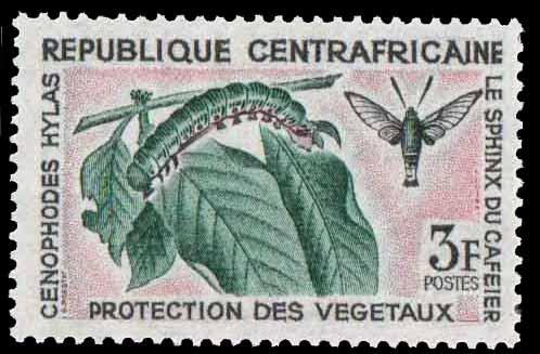 Cent Afr Rep - SC 54 - Hawk moth & caterpillar on coffee leaves - MNH - 1965