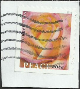# 5280 Used Peace Rose