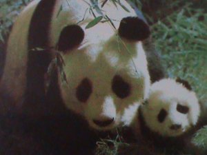 ​CHINA-LOVELY BEAUTIFUL RARE GIANT PANDAS-MOTHER  & CHILD-MNH-S/S VERY FINE