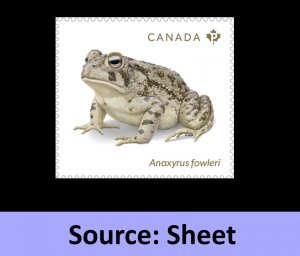 Canada 3420b Endangered Frogs Anaxyrus Fowleri P single (from sheet) MNH 2024