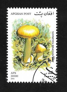 Afghanistan 2001 - Mushroom - Cinderella