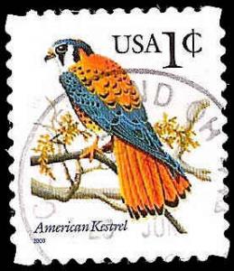 # 3031A USED AMERICAN KESTREL