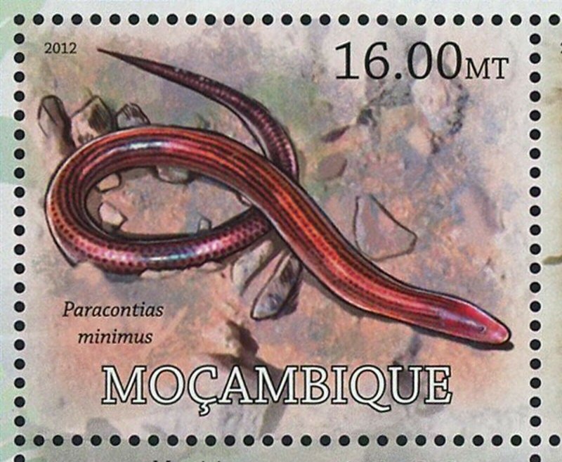 Snakes Stamp Aspidites Ramsayi Coluber Constrictor Priapus S/S MNH #5754-5765