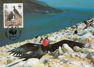 Ascension 1990 Maxicard Sc #483 9p Frigate Birds Family WWF