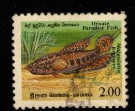 Sri Lanka #978 Paradise Fish - Used