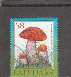 Latvia  Scott#  716  Used  (2008 Leccinum Aurantiacum)