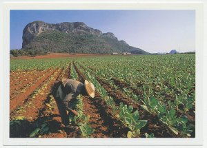 Postal stationery Cuba Cigar - Tobacco field