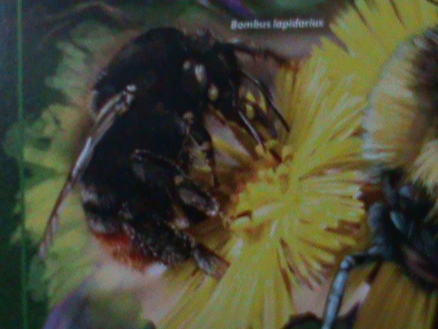 ​MALDIVES-2017 SC# 4000-BEAUTIFUL LOVELY HONEY BEES CTO SHEET VF LAST ONE