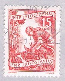 Yugoslavia 384 Used Gathering sun flowers 1953 (BP28225)