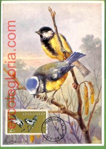 32874 - BULGARIA - MAXIMUM CARD - 1960 - FAUNA, BIRDS-