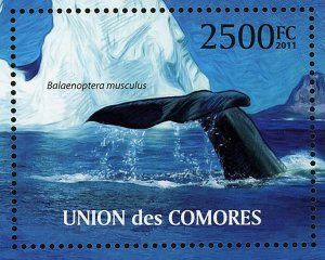 Whales Stamp Balaenoptera Musculus Marine Fauna S/S MNH #3077 / Bl.634