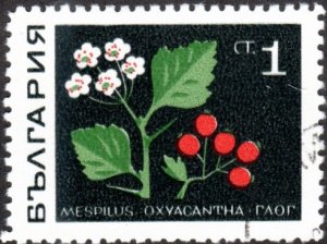 Bulgaria 1728 - Cto - 1s Medlar (Herb) (1969)