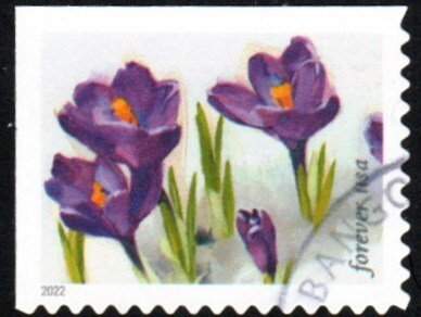 New 2022 - (60) - Snowy Beauty - 3 of 10 - USED Single - Off Paper