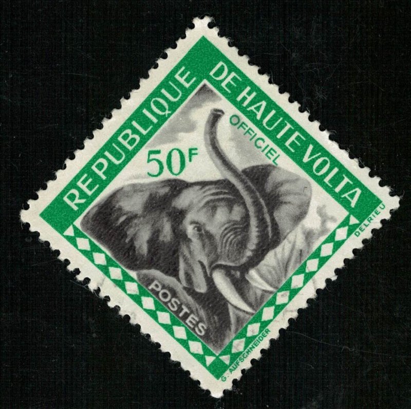 Animal Elephant 50F (T-5371)