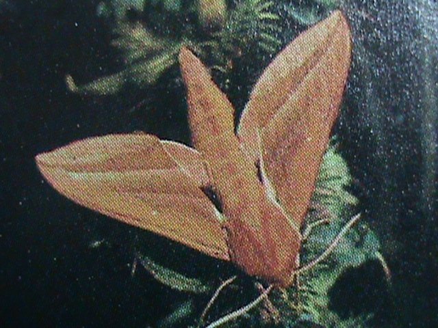 ​DHUFAR - LARGE ELEPHANT MOTH-IMPERF :MNH S/S SHEET-VERY FINE