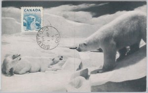 52173 - CANADA - MAXIMUM CARD - 1954 ANIMALS: POLAR BEAR-