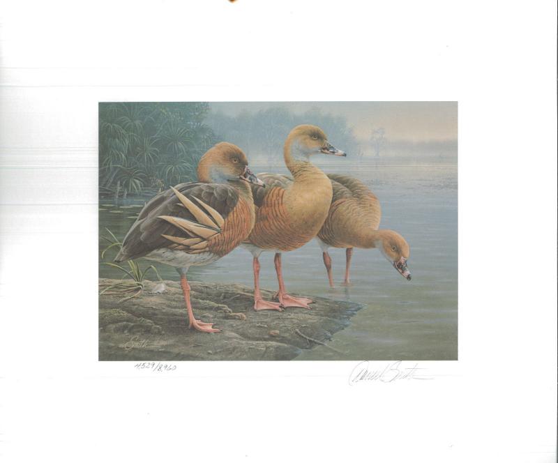 AUSTRALIA #1 1989 DUCK STAMP PRINT WHISTLING DUCK MEDALLION ED  by Daniel Smith