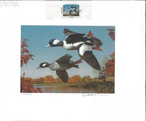 NEW HAMPSHIRE  #6 1988 STATE  DUCK  STAMP PRINT  BUFFLEHEADS by Robert Steiner