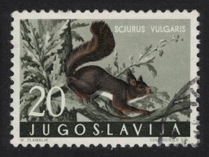 Yugoslavia Eurasian red squirrel Forest Mammal 1960 CTO SC#573 SG#957 MI#918