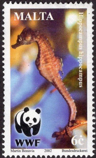 Malta 1072 - Used - 6c Short-snouted Seahorse (WWF) (2002)