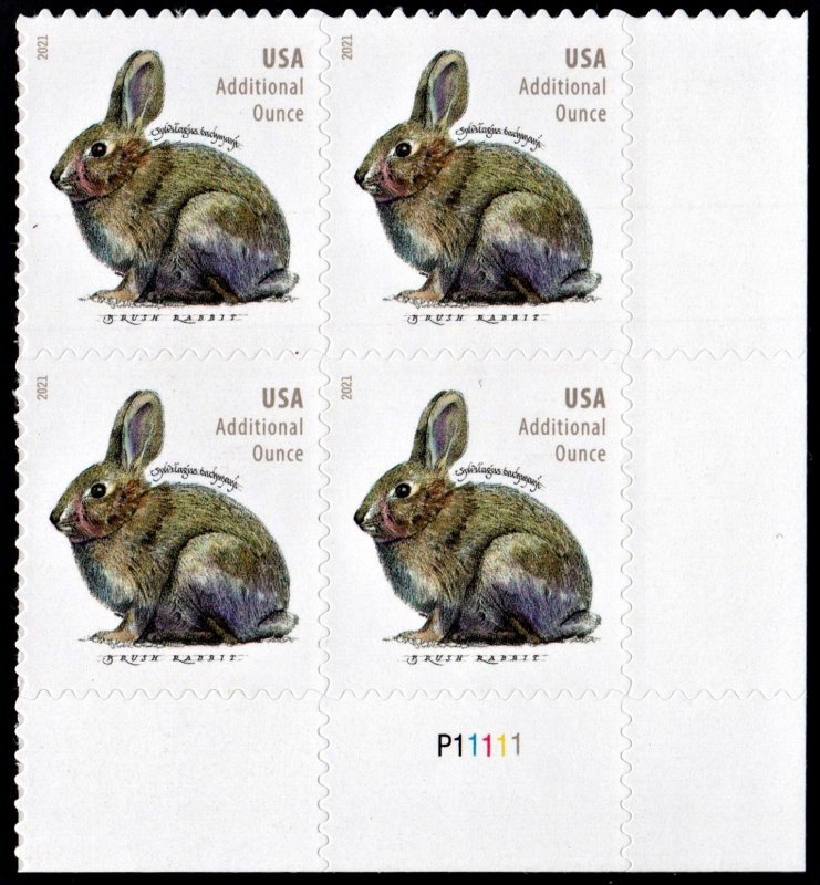 SC#5544 (20¢) Brush Rabbit Plate Block: LR #P11111 (2021) SA