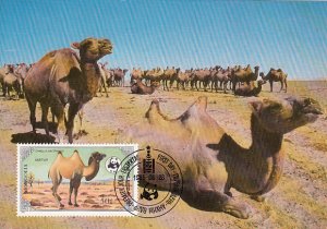 Mongolia 1985 Maxicard Sc #1444 50m Bactrian camel WWF