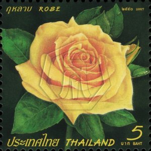 2007 -Thailand - Rose