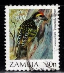 Zambia - #378 Miombo Pied  Barbet - Used