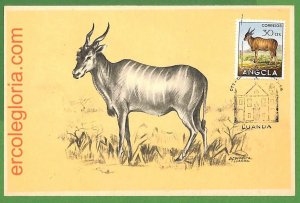 32116 - ANGOLA - MAXIMUM CARD - ANIMALS-