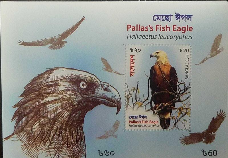 O) 2018 BANGLADESH, BIRDS OF PREY, HALIAEETUS LEUCORYPHUS -PALLAS´S FISH EAGLE,  