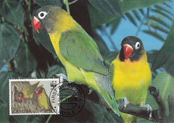 Zambia 1996 Maxicard Sc #656 500k Black-cheeked lovebird WWF