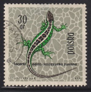 Poland 1134 Sand Lizard 1963