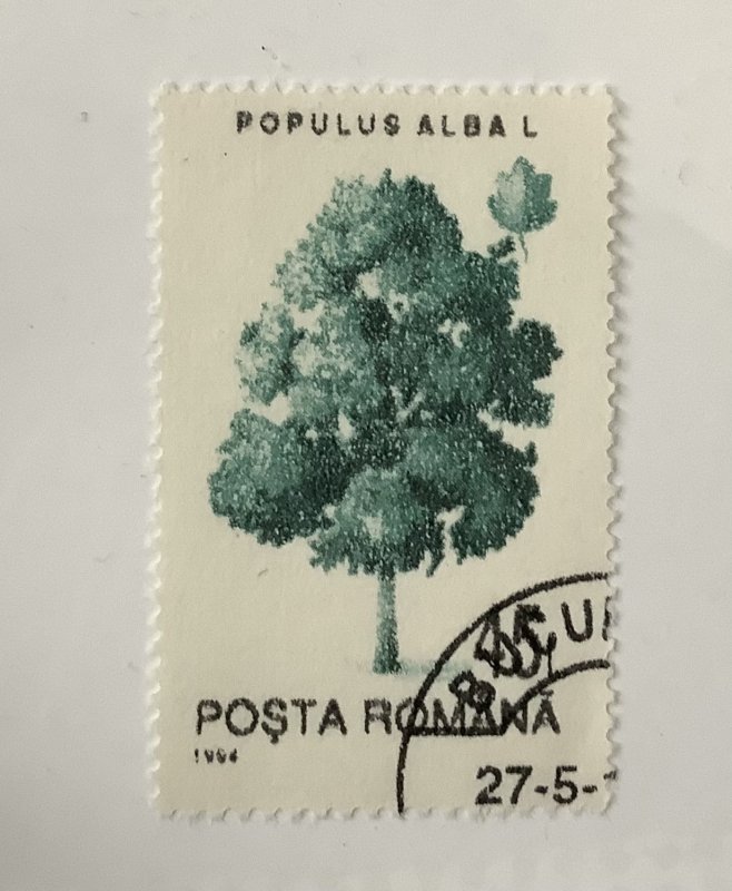 Romania 1994 Scott  3914 used - 45 l, trees, Populus alba