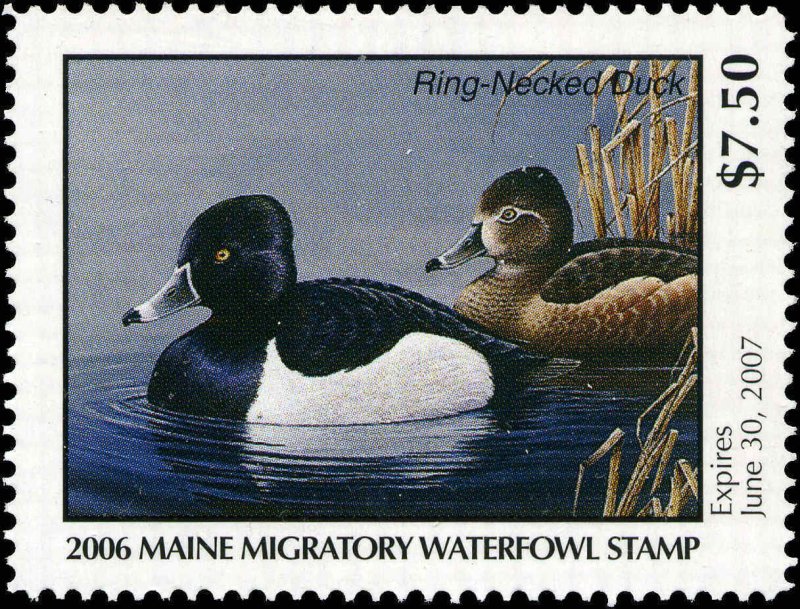 MAINE #23 2006 STATE DUCK STAMP RING NECKED DUCK  by Jeannine Staples